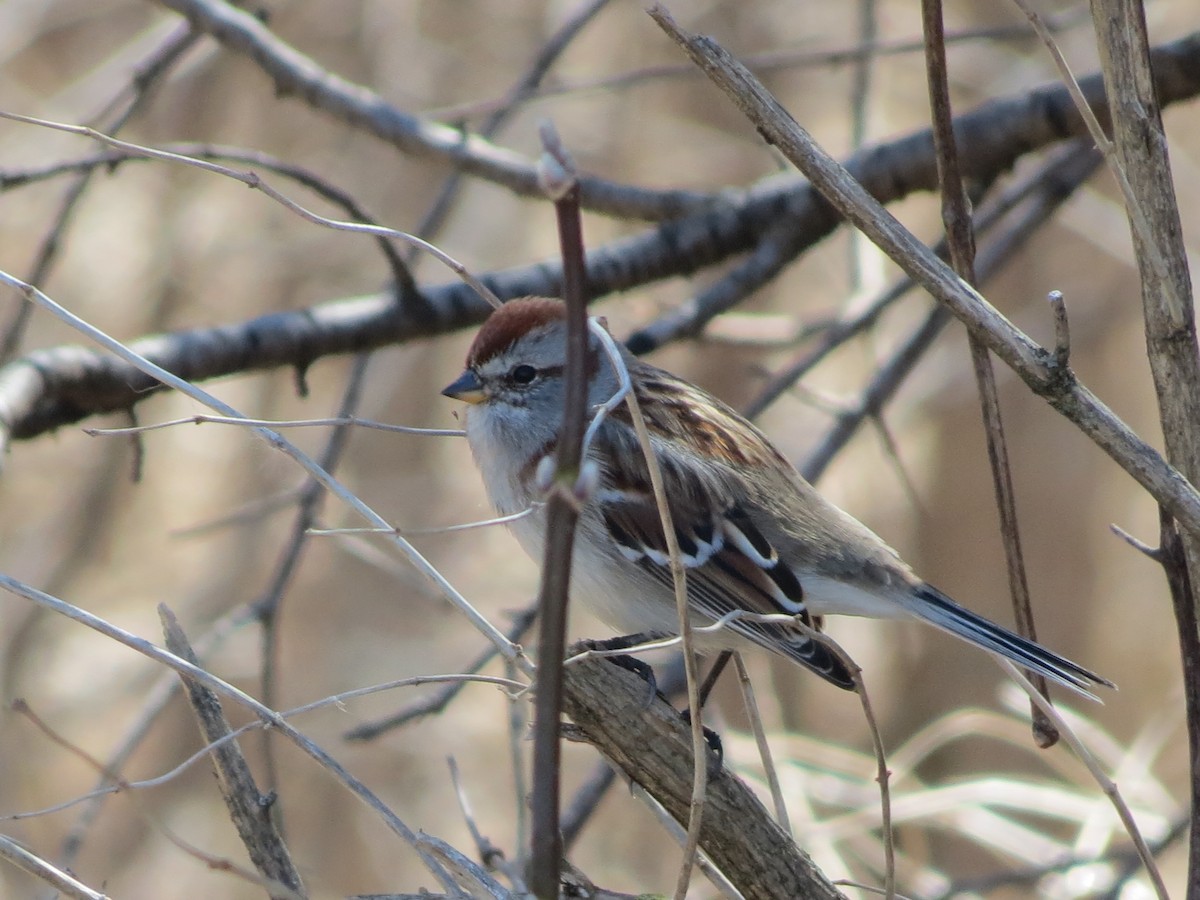 American Tree Sparrow - Michel J. Chalifoux