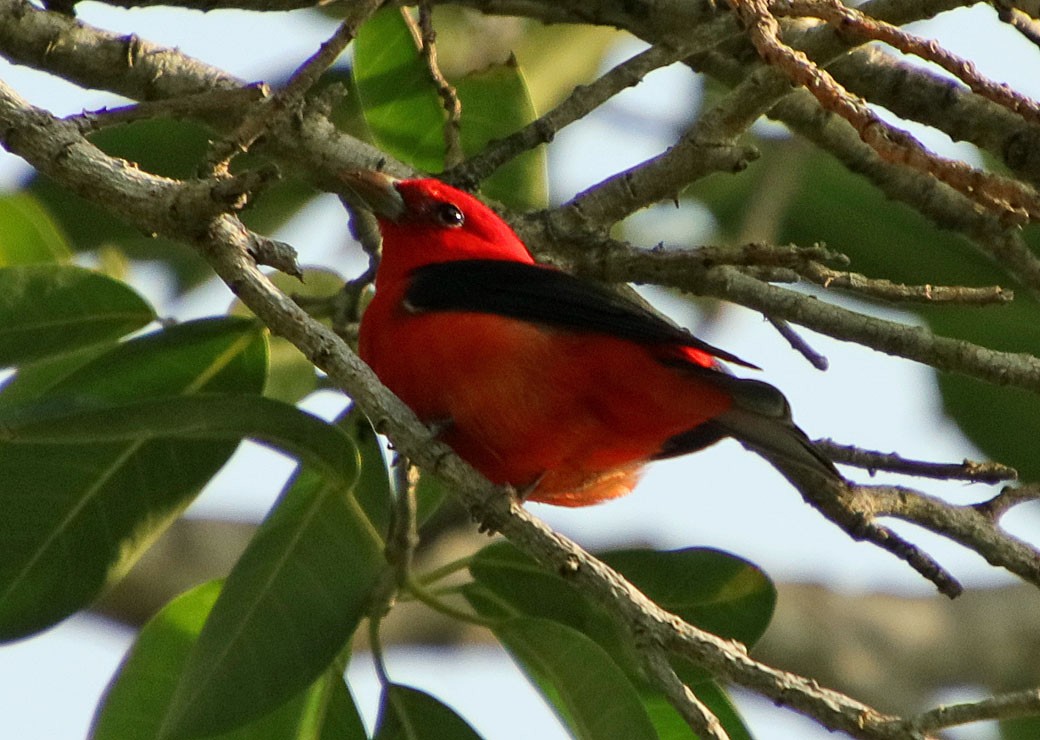 Scarlet Tanager - ML151851481