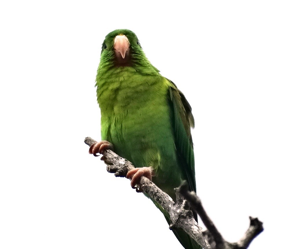 Orange-chinned Parakeet - David StClair