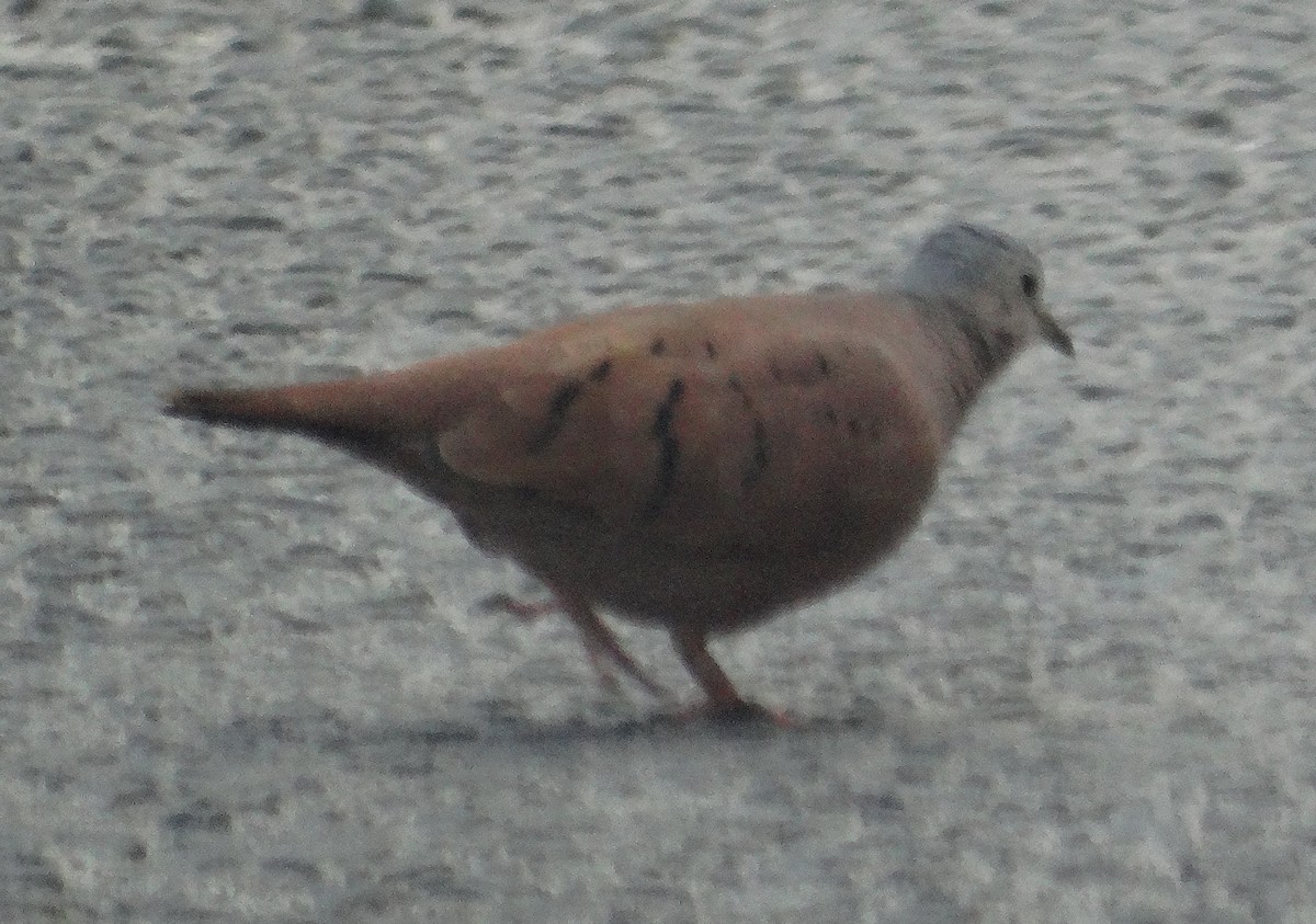 Ruddy Ground Dove - ML151853041