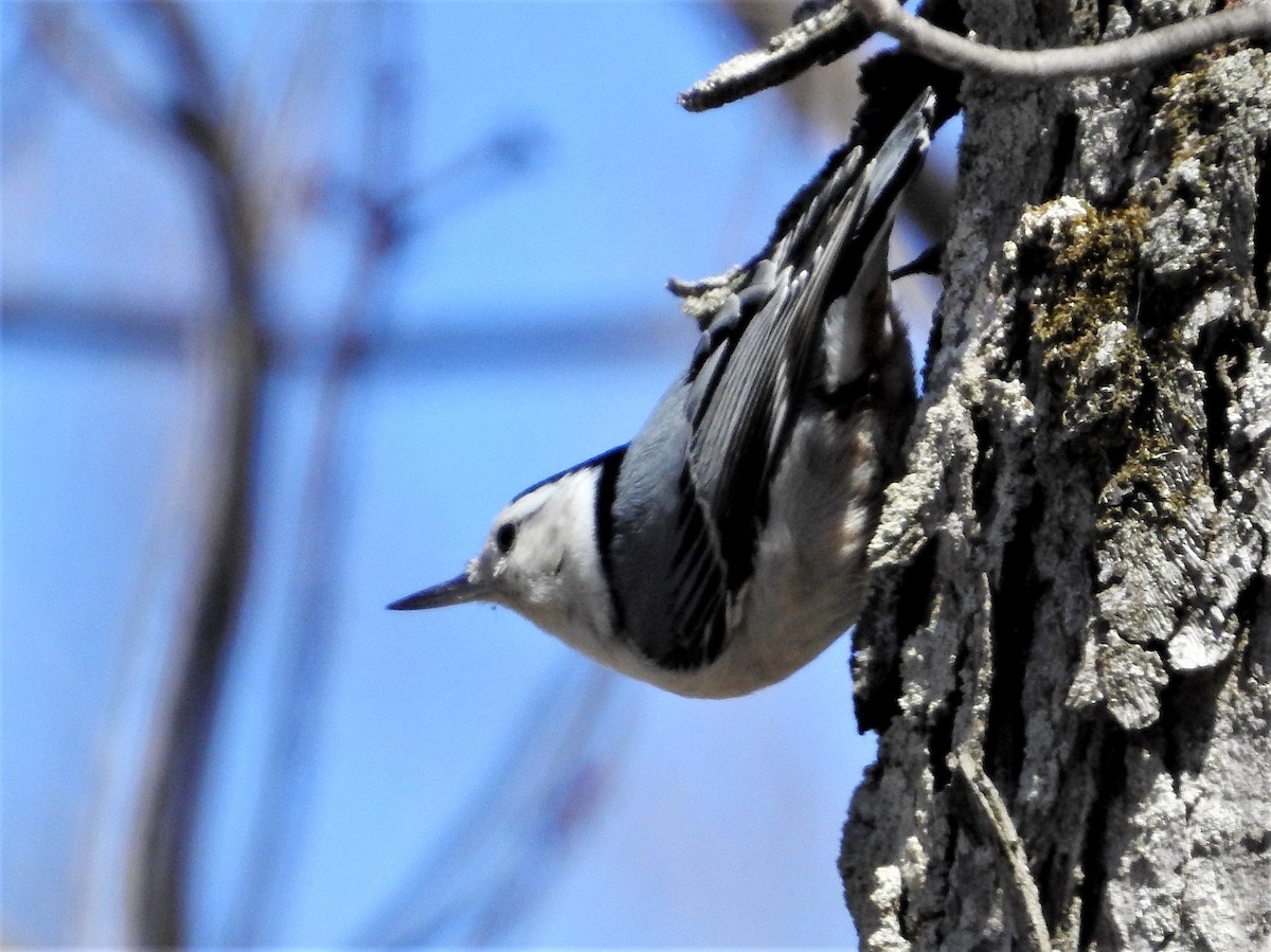 White-breasted Nuthatch - ML151853481