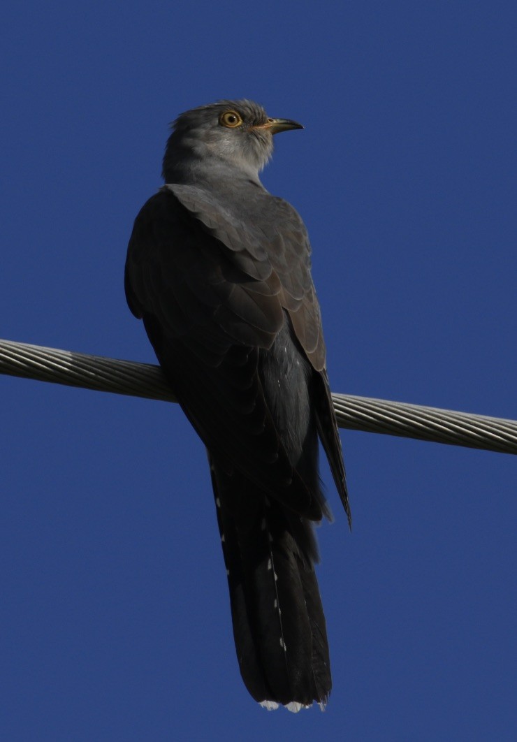 Common Cuckoo - Bruce  McLennan