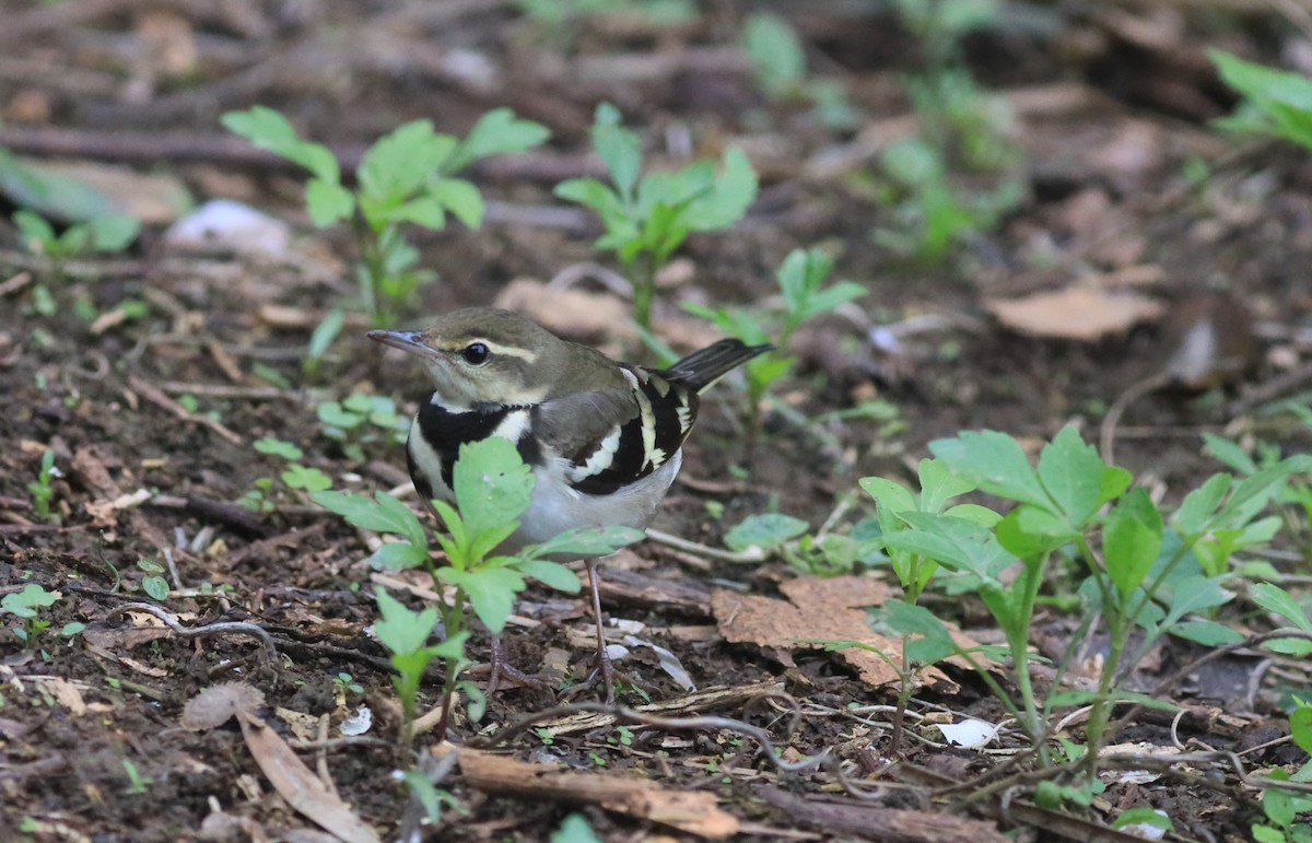 Forest Wagtail - ML151854671