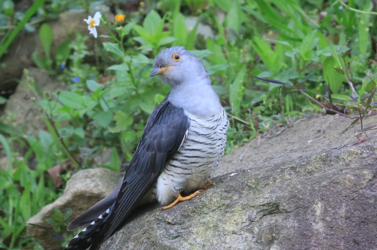 Oriental Cuckoo - Allen Lyu
