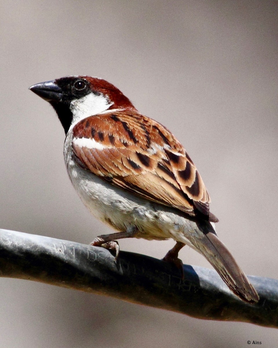 House Sparrow - Ains Priestman