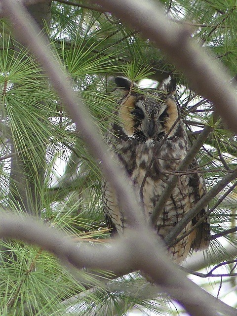 Long-eared Owl - Stephen Butkewitsch