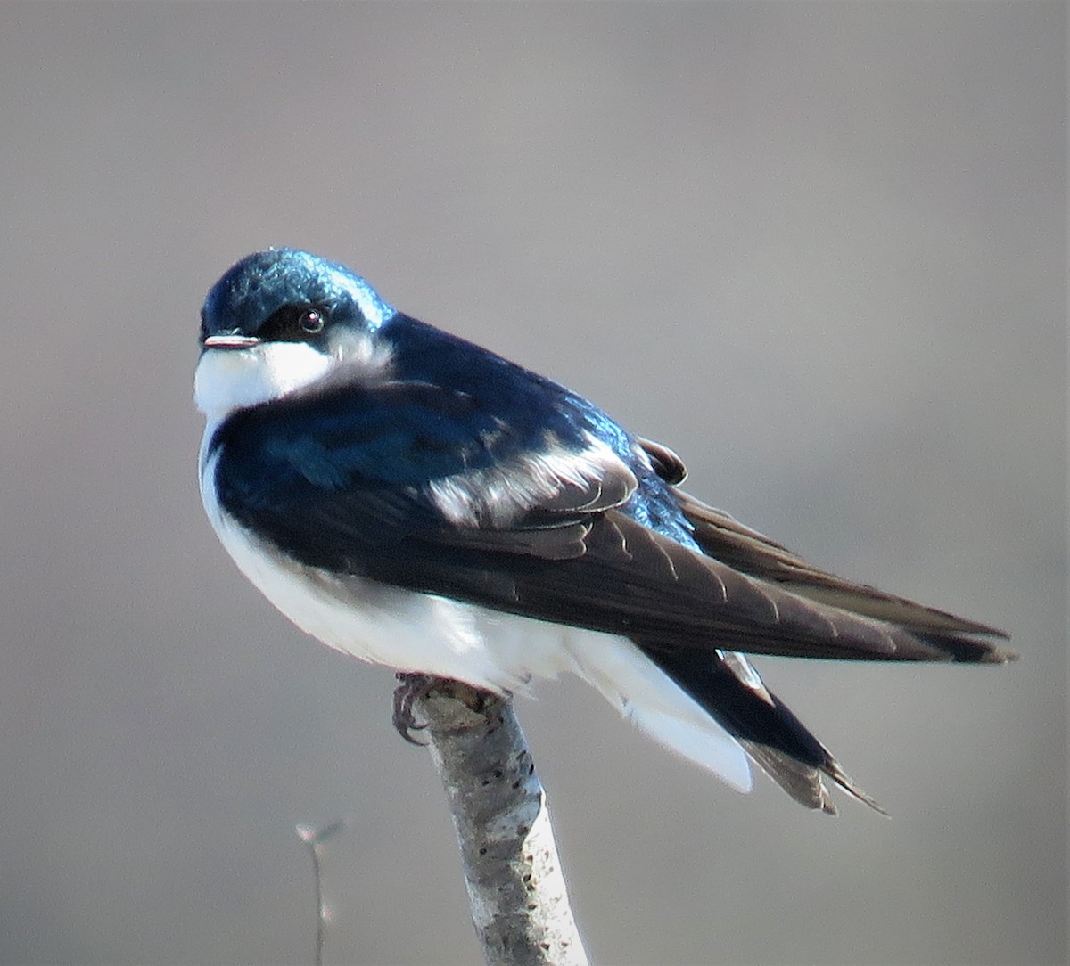 Tree Swallow - judy parrot-willis