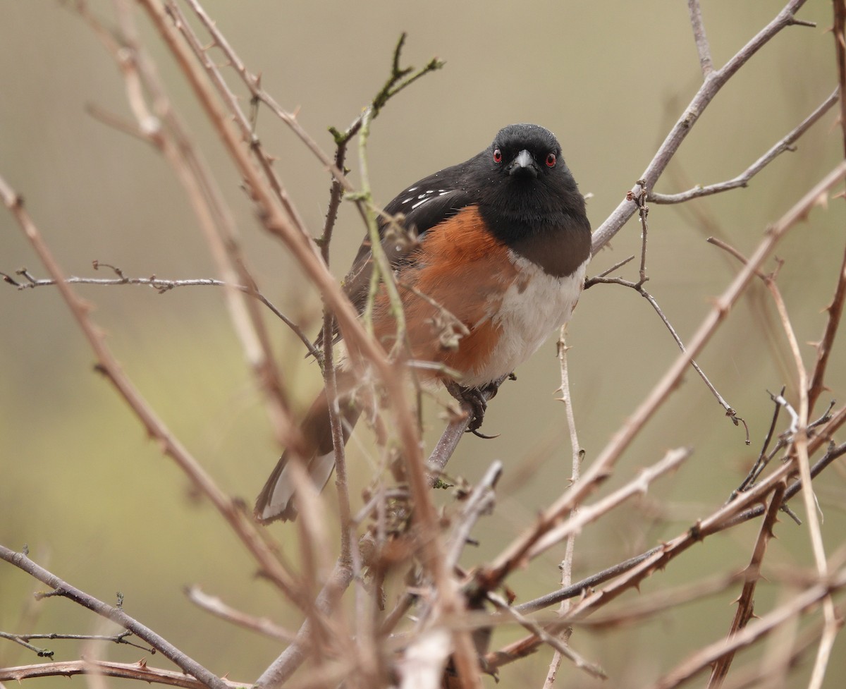 Spotted Towhee - George Clulow