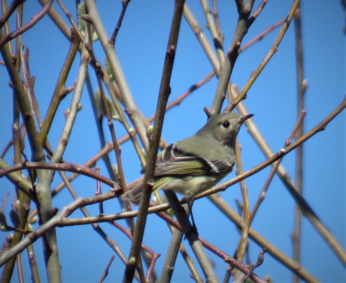 Ruby-crowned Kinglet - judy parrot-willis