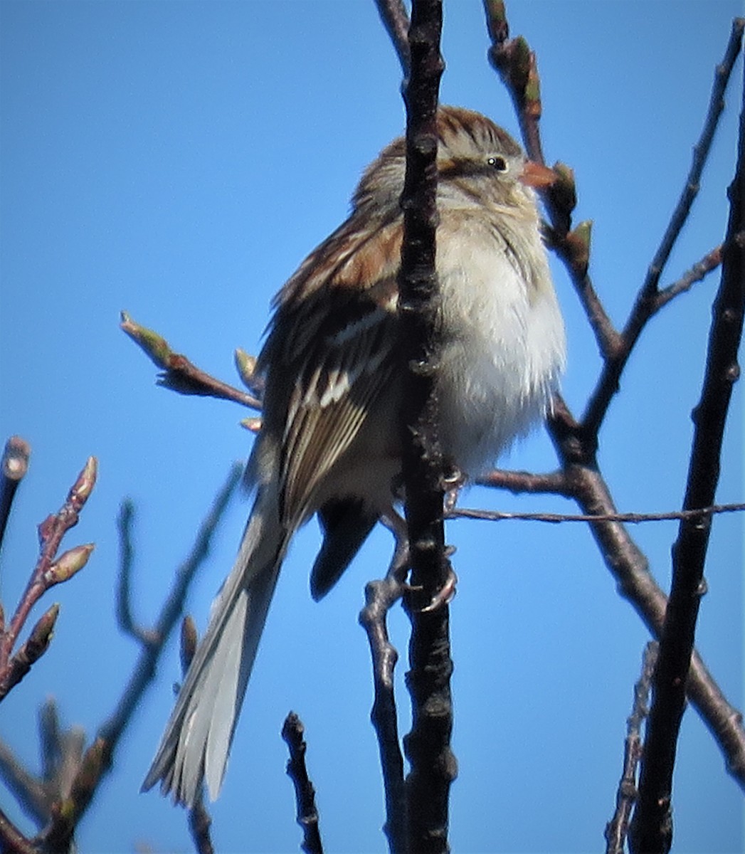 Field Sparrow - judy parrot-willis