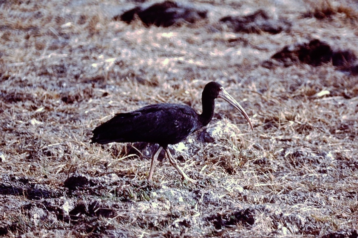 ibis tmavý - ML151860901