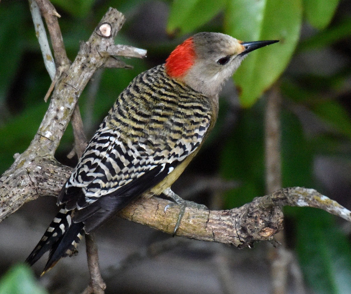 West Indian Woodpecker - Steven Mlodinow