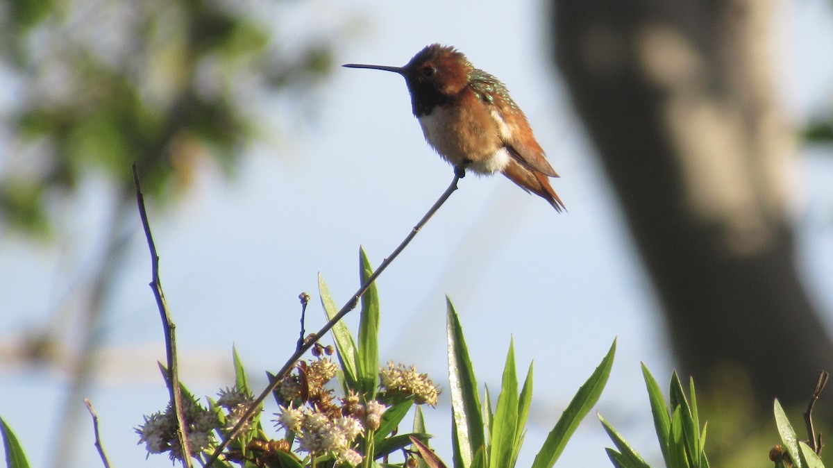 Allen's Hummingbird - Nancy Salem