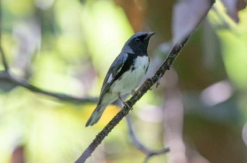 Black-throated Blue Warbler - Bruce Pickholtz