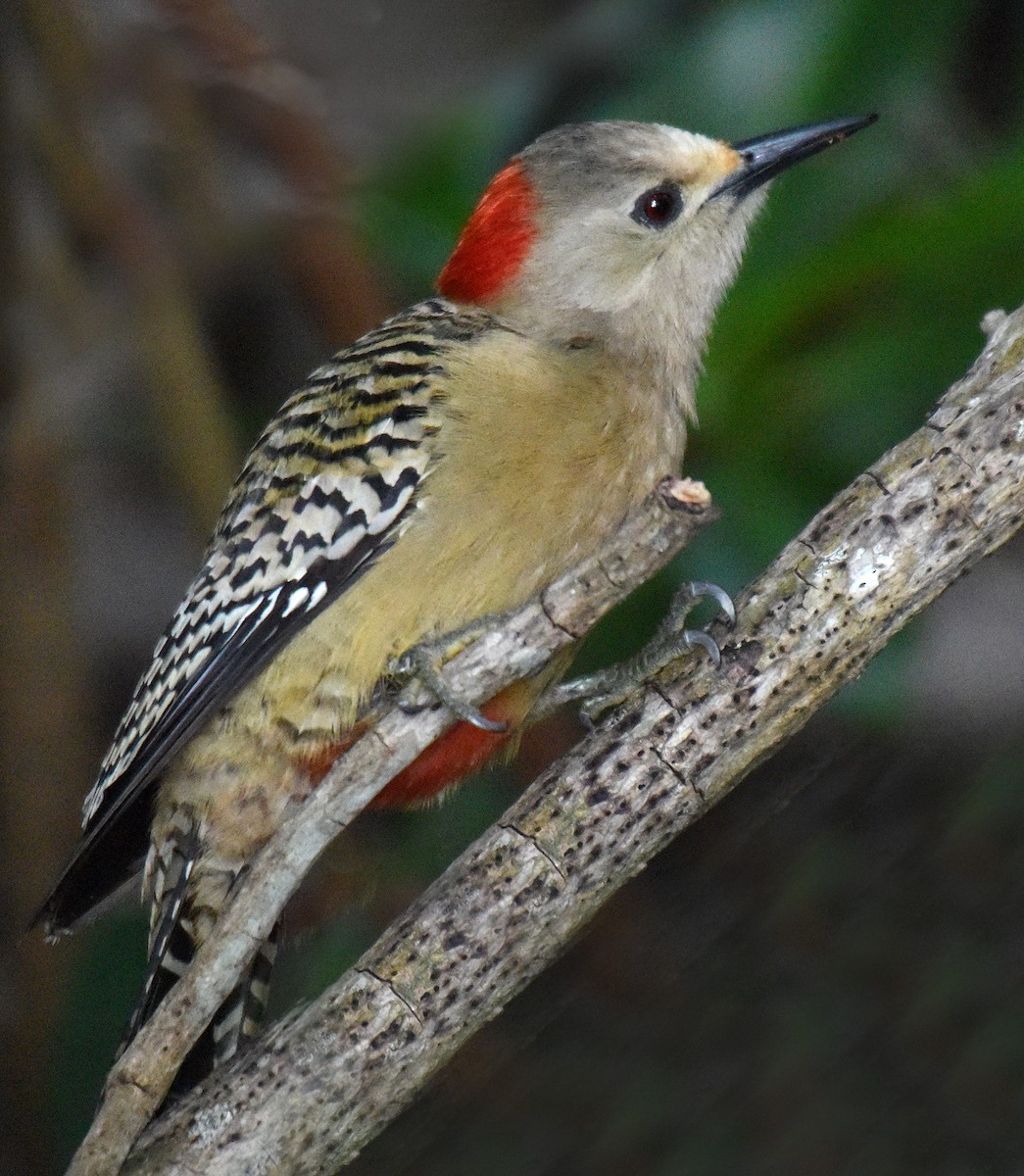 West Indian Woodpecker - Steven Mlodinow