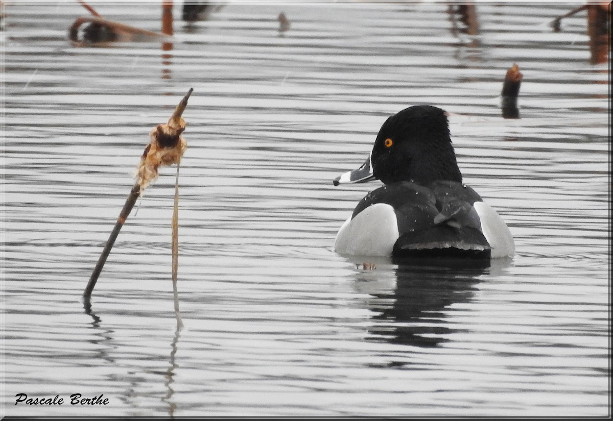 Ring-necked Duck - Pascale Berthe