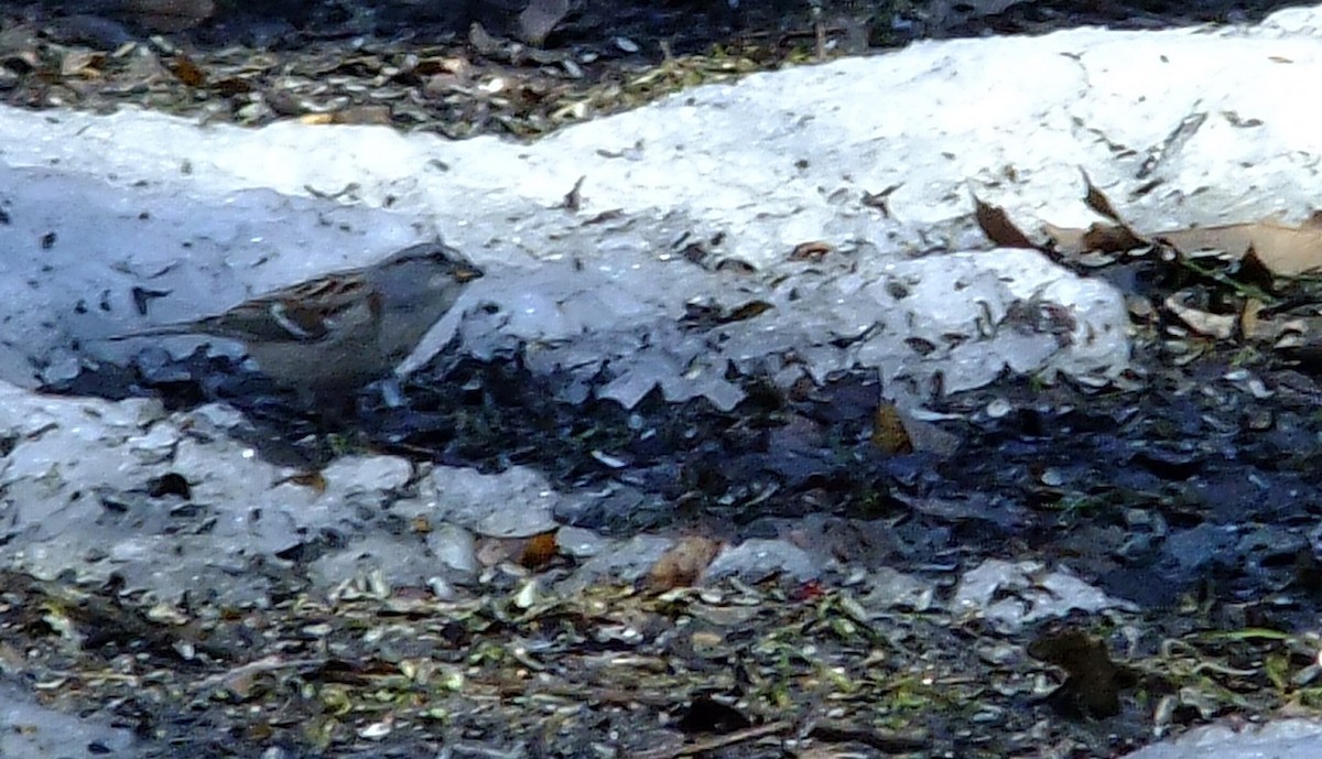 American Tree Sparrow - Dan Sochirca