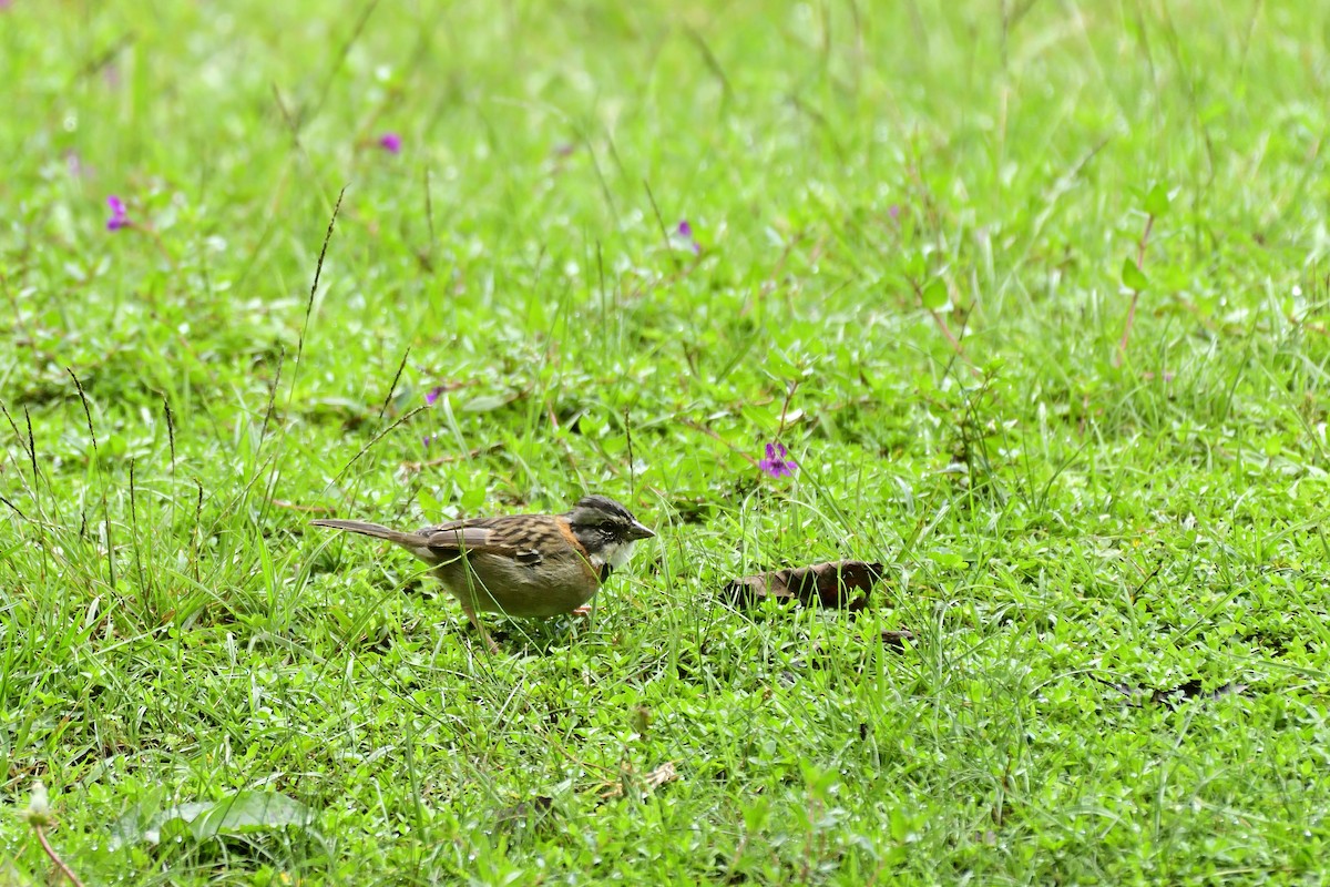 Rufous-collared Sparrow - Luis Guillermo