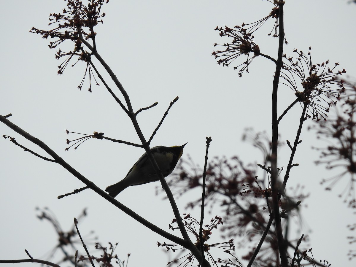 Black-throated Green Warbler - Adam Zorn