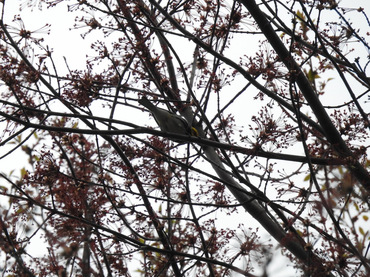 Black-throated Green Warbler - Adam Zorn