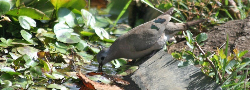 Emerald-spotted Wood-Dove - Anabel&Geoff Harries