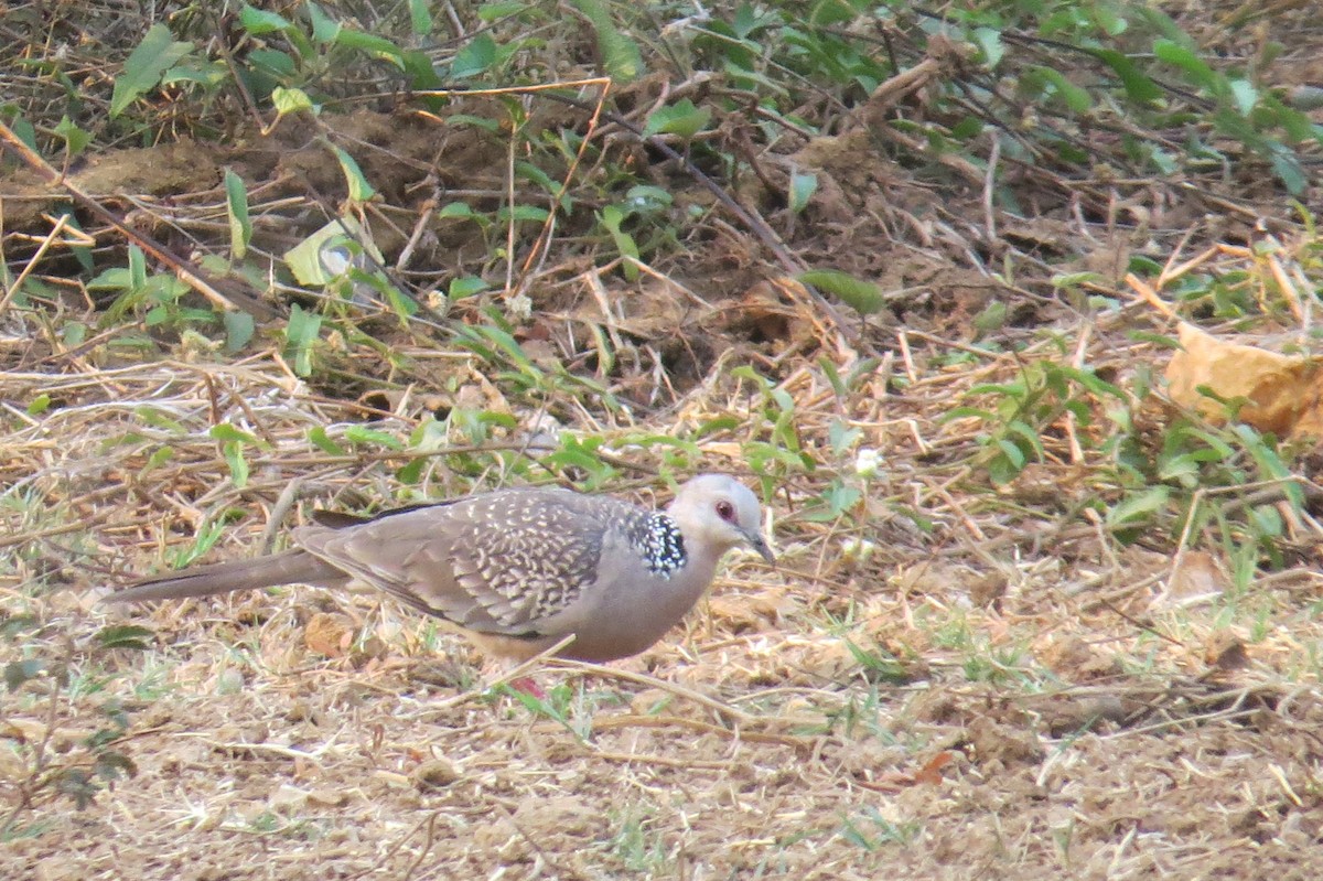 Spotted Dove - ML151866091