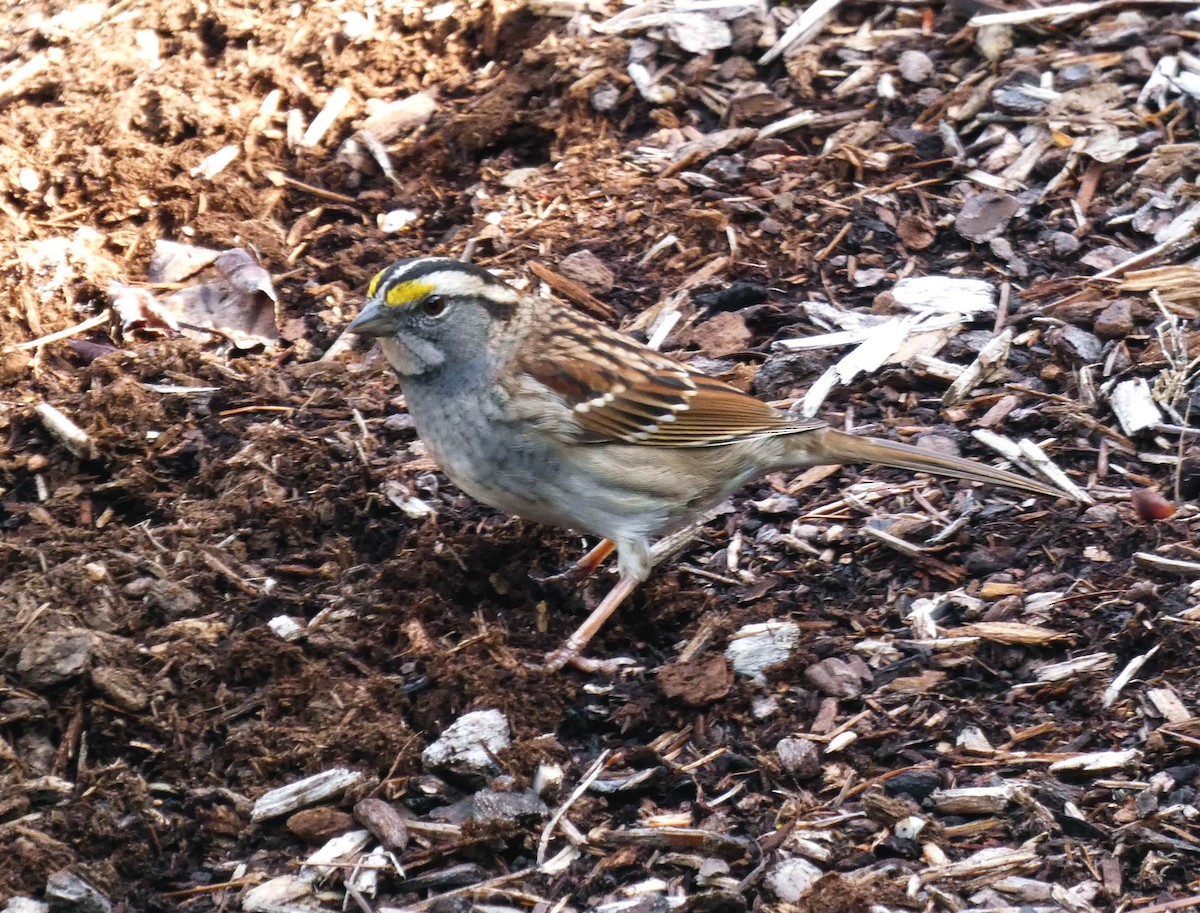 White-throated Sparrow - Hendrik Herlyn
