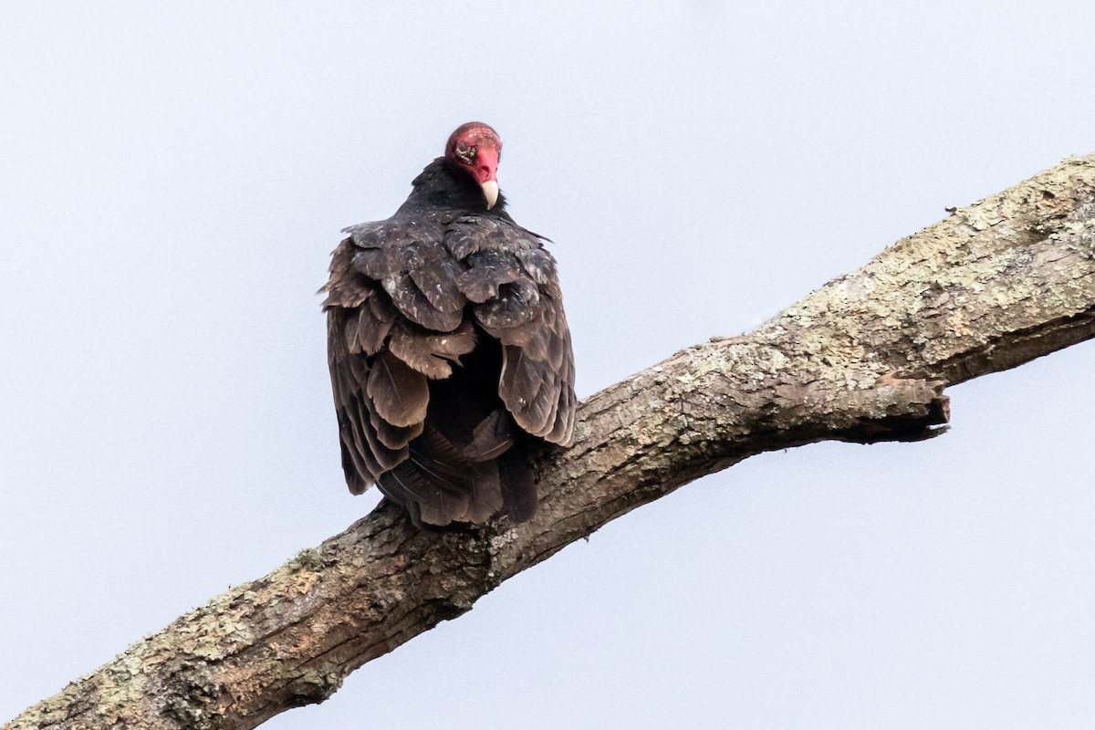 Turkey Vulture - Brad Imhoff