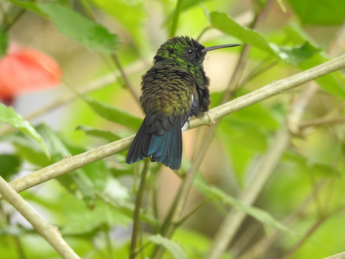 Steely-vented Hummingbird - Ayde Solarte