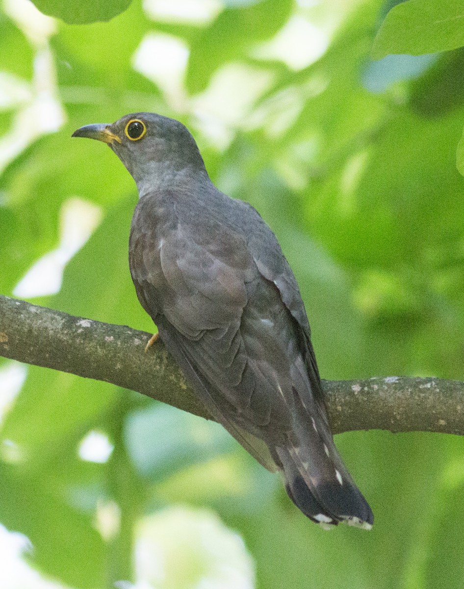 Indian Cuckoo - Zaber Ansary -BirdingBD Tours