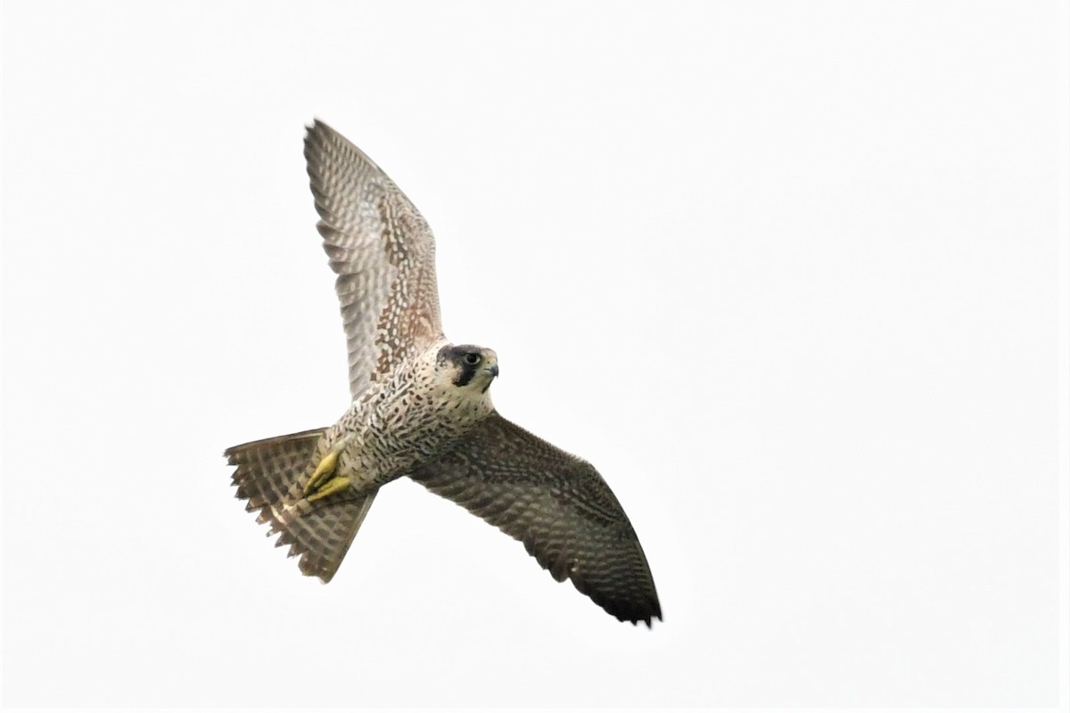 Peregrine Falcon - Haldun Savaş