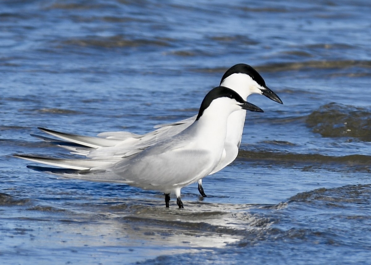 Gull-billed Tern - Joe Wujcik