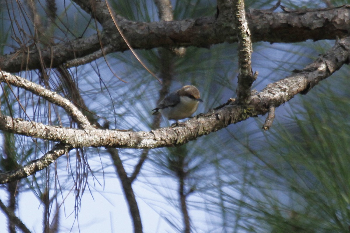 Brown-headed Nuthatch - Connie Guillory