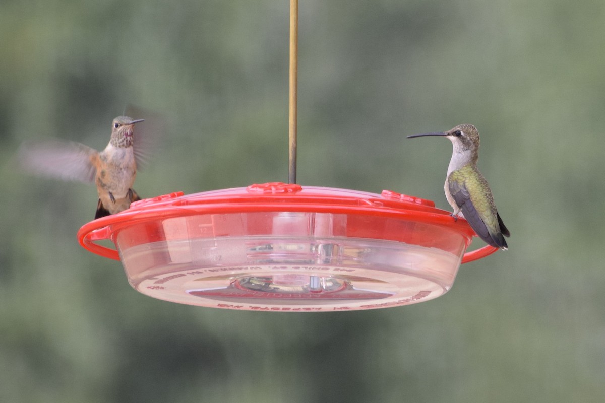 Black-chinned Hummingbird - David de Rivera Tønnessen