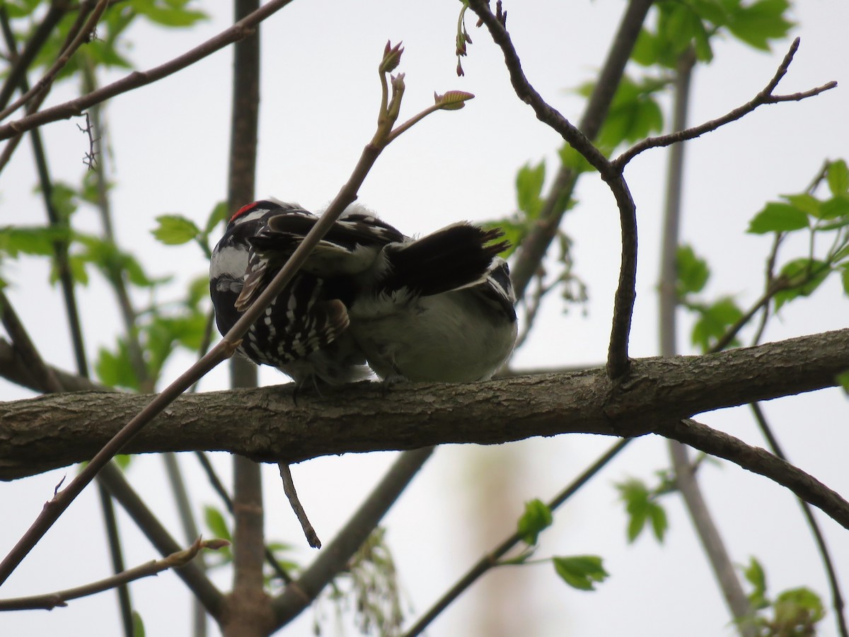 Downy Woodpecker (Eastern) - Seth McComsey