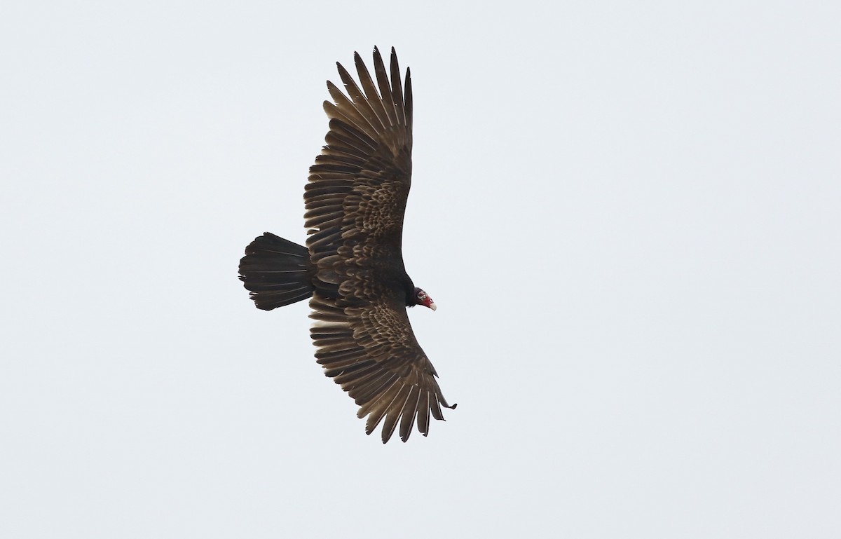 Turkey Vulture - Phillip Odum