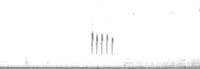 Plectrophane de Smith - ML15187