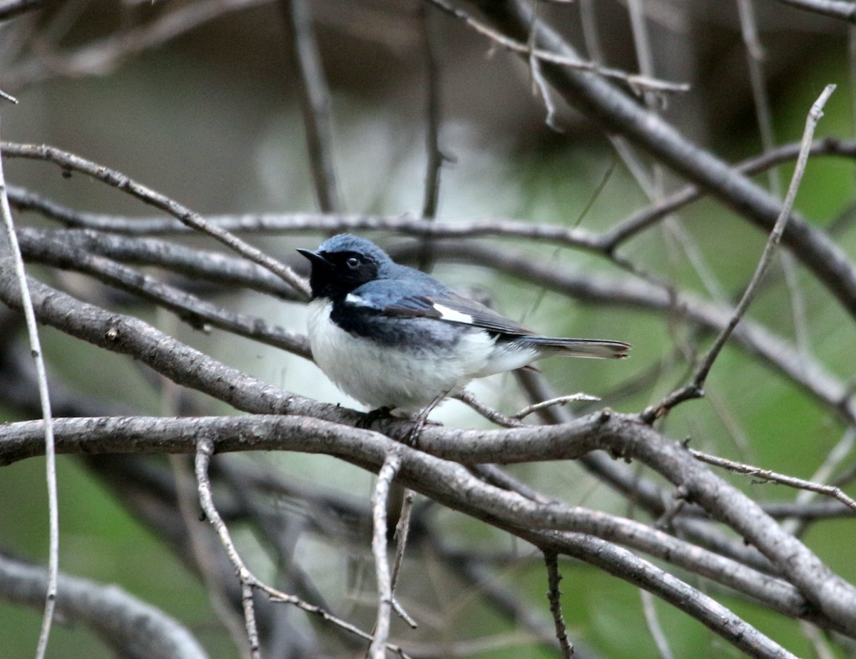 Black-throated Blue Warbler - John Drummond