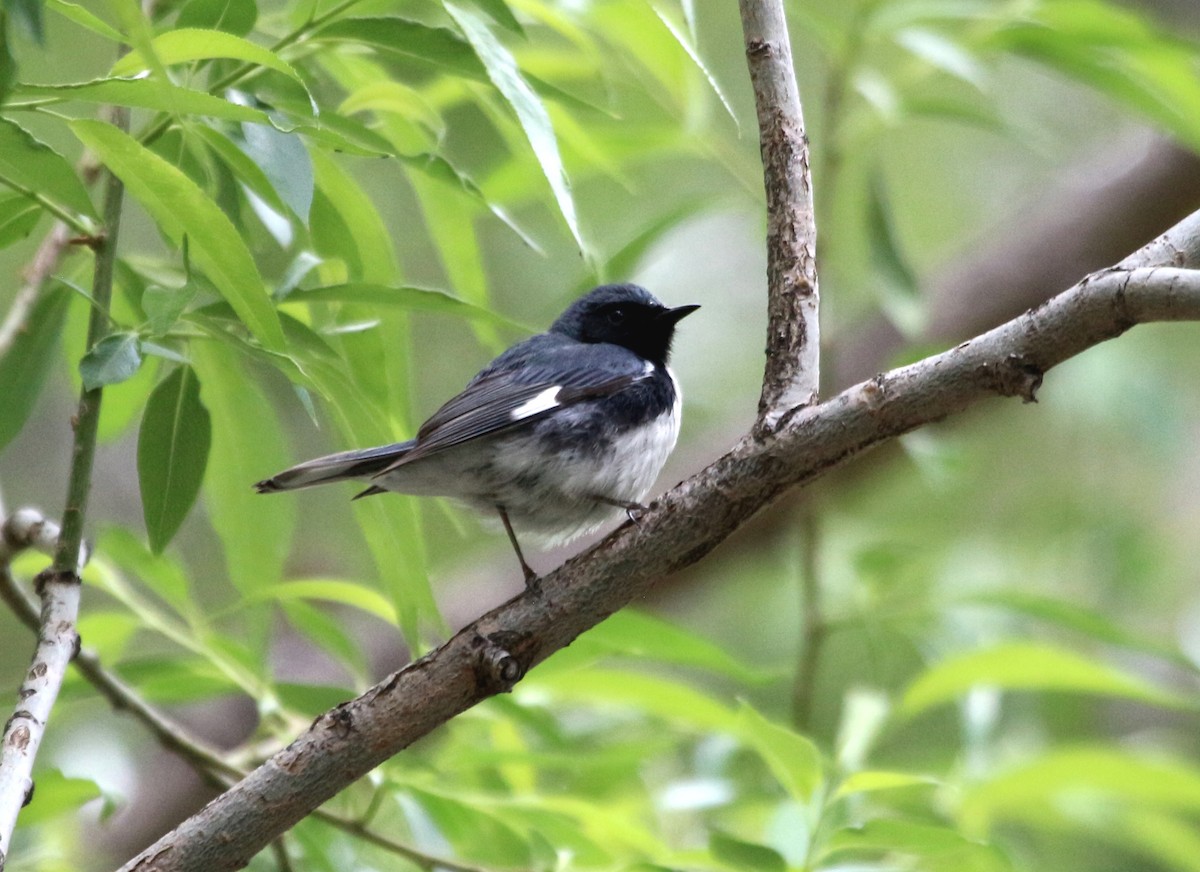 Black-throated Blue Warbler - John Drummond