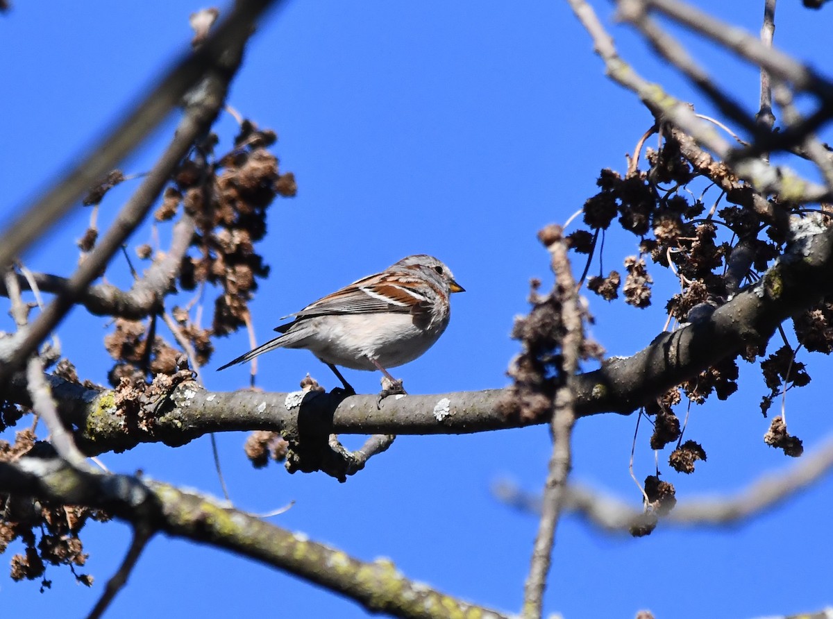 American Tree Sparrow - Monique Maynard