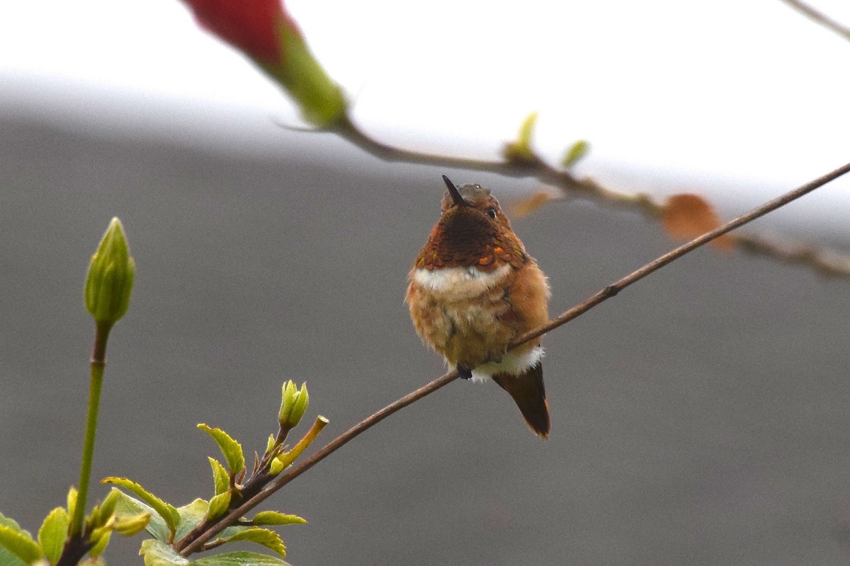 Allen's Hummingbird - David de Rivera Tønnessen