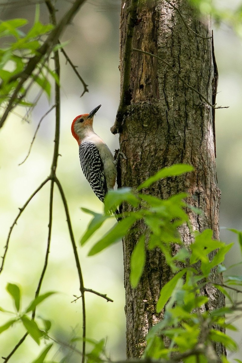 Red-bellied Woodpecker - Eric Spink