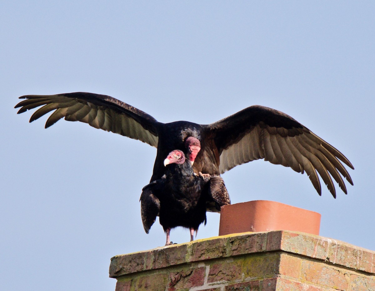 Turkey Vulture - Marcia Balestri