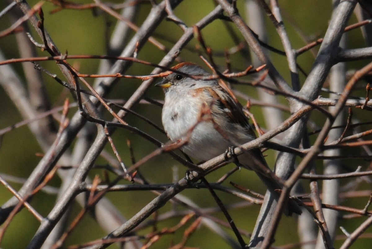 American Tree Sparrow - Kiah R. Jasper