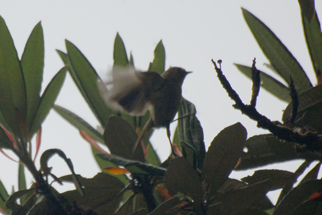 Yellow-browed Tit - ML151873571
