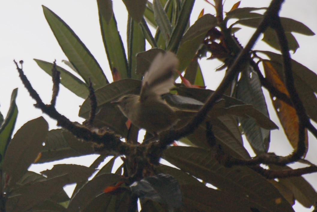 Yellow-browed Tit - ML151873581