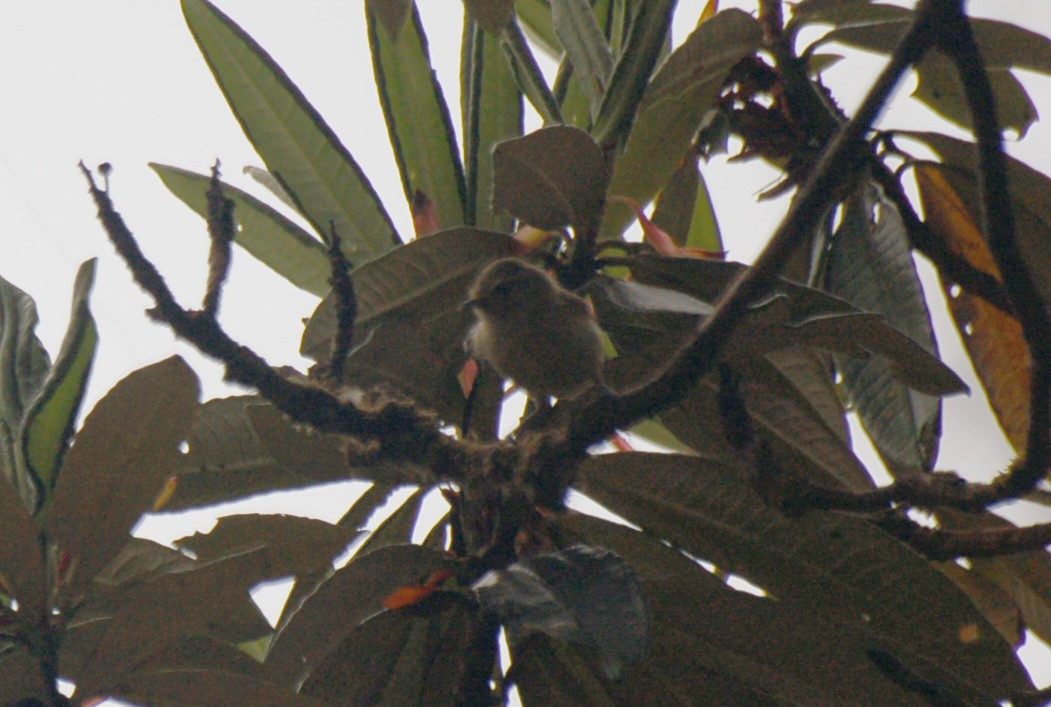 Yellow-browed Tit - ML151873591