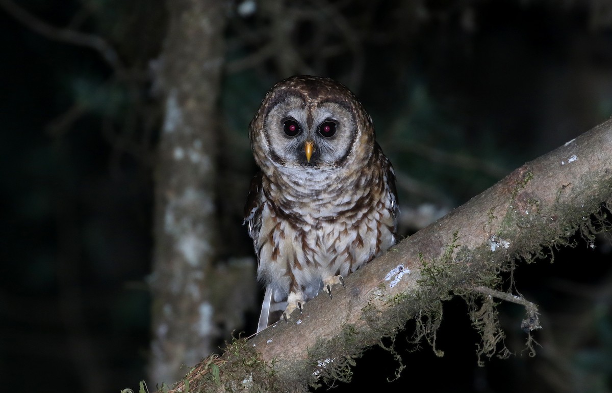 Fulvous Owl - ML151873751