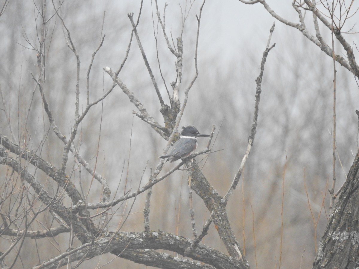 Belted Kingfisher - Marc Lemay