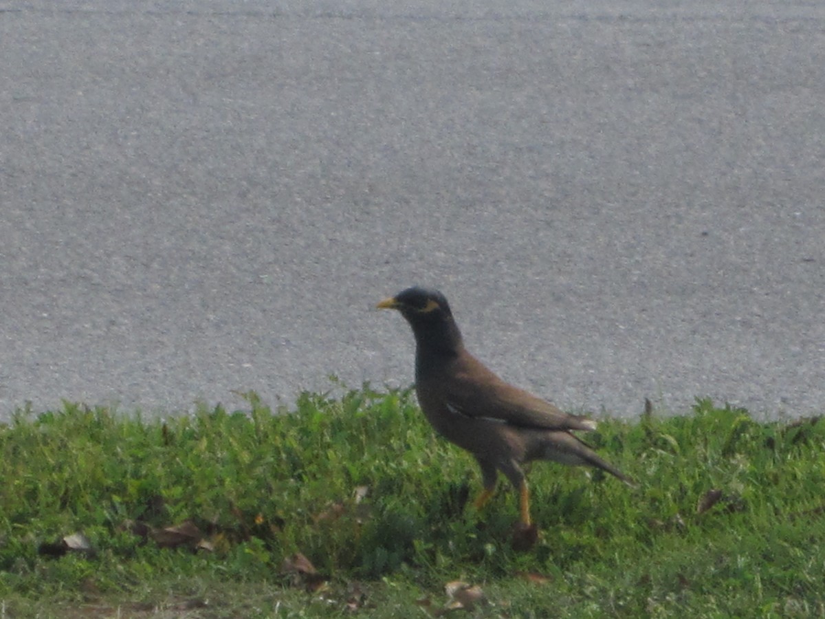 Common Myna - Soule Mary